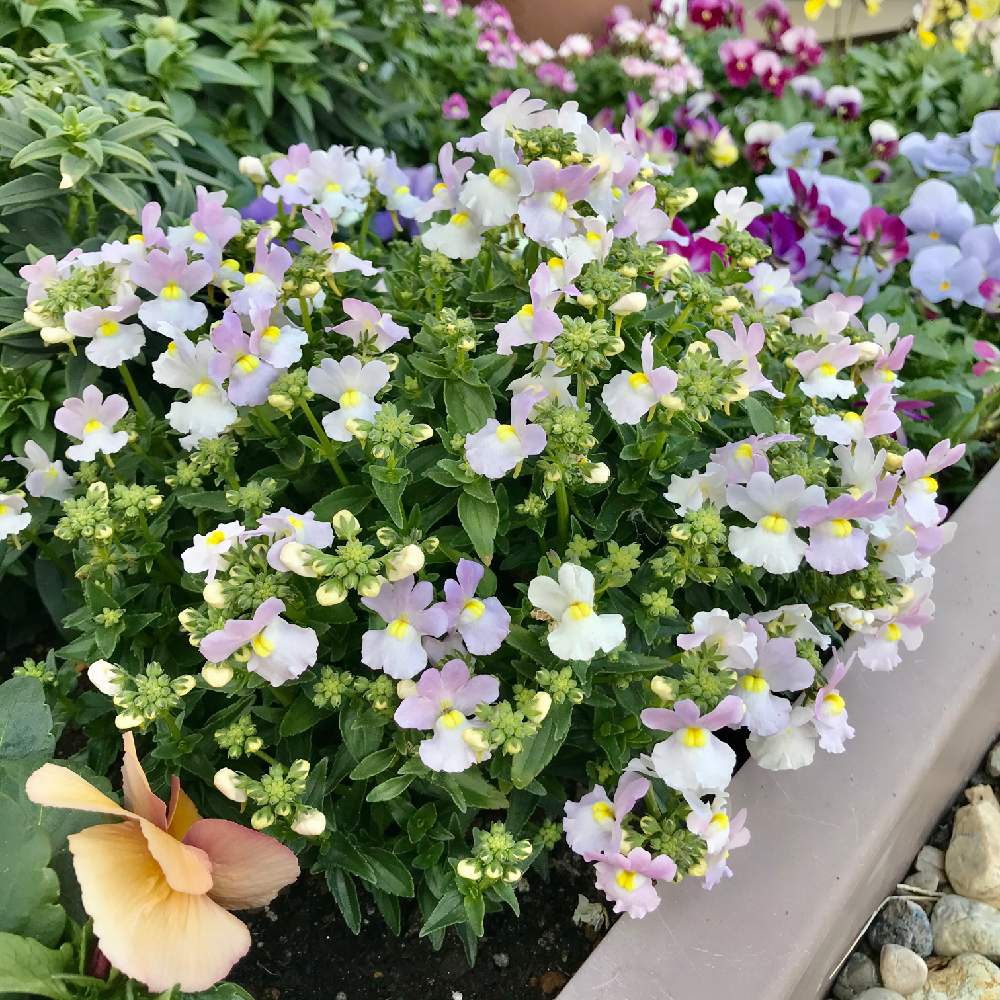 小さな庭の画像 by さきざるさん | 小さな庭とネメシアとネメシア:スカイミストと小庭のお花♬とお花*2年生♬と花壇と小さな花壇とおうち園芸とスカイミスト♬ネメシアと小さな小さな庭と花のある暮らしとさきざる花壇♬