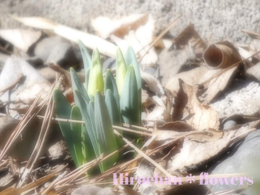 小さな庭の画像 by Hirochan* flowersさん | 小さな庭といつもありがとう♡と暖かい日差しとかわぃぃ。と 水仙と太陽の光を浴びてとお花好きの人と繋がりたい