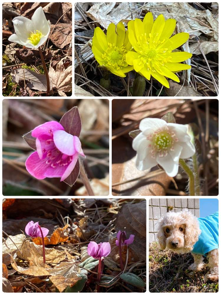 お出かけ先の画像 by まっしゅさん | お出かけ先と山野草と長野県と寒〜いと春よ来〜いと2021 山野草