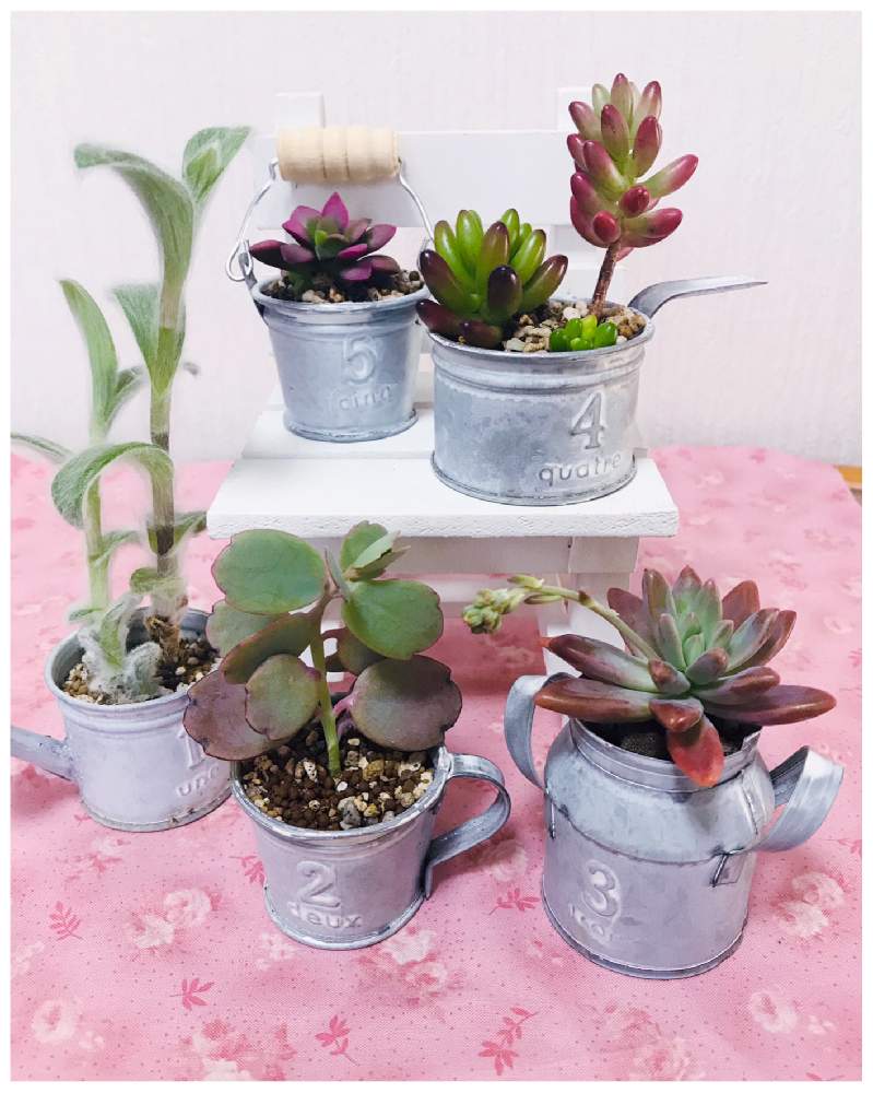 部屋の画像 by トモさん | 部屋とお気に入りの器や花瓶と植物と可愛いいよねときれいだね〜〜❣️と多肉 桜吹雪と多肉初心者と白絹姫”トランデスカンチア'