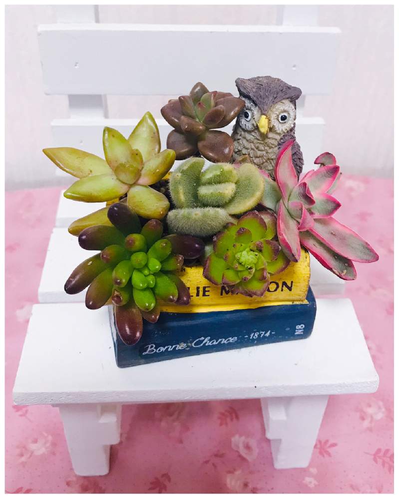 部屋の画像 by トモさん | 部屋とお気に入りの器や花瓶と植物と可愛いいよねと小さな多肉寄せ植えときれいだね〜〜❣️と緑のある生活と多肉初心者
