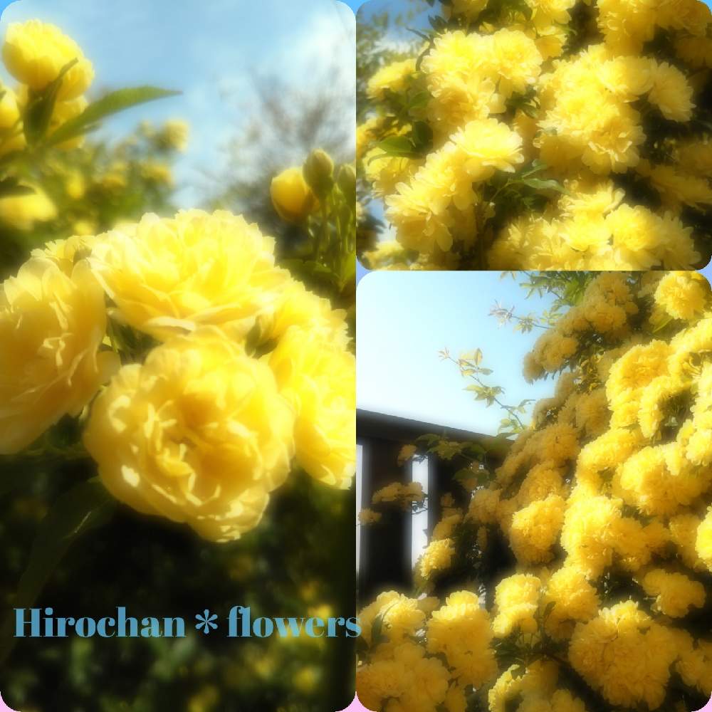 小さな庭の画像 by Hirochan* flowersさん | 小さな庭とモッコウバラ♪と黄色モッコウバラと今日のお花とかわぃぃ。とお花好きの人と繋がりたい