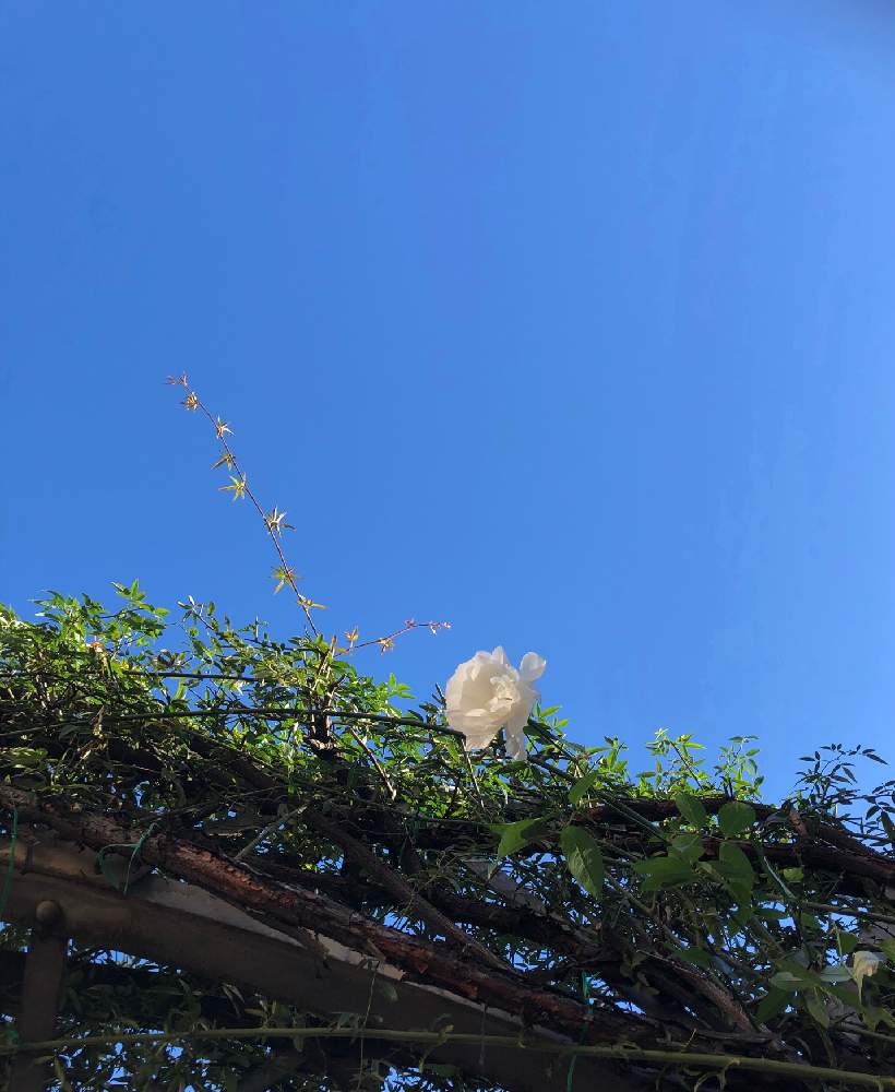 お出かけ先の画像 by you(-_-)youさん | お出かけ先とモッコウバラと散歩とお散歩とyou-_-you+その他