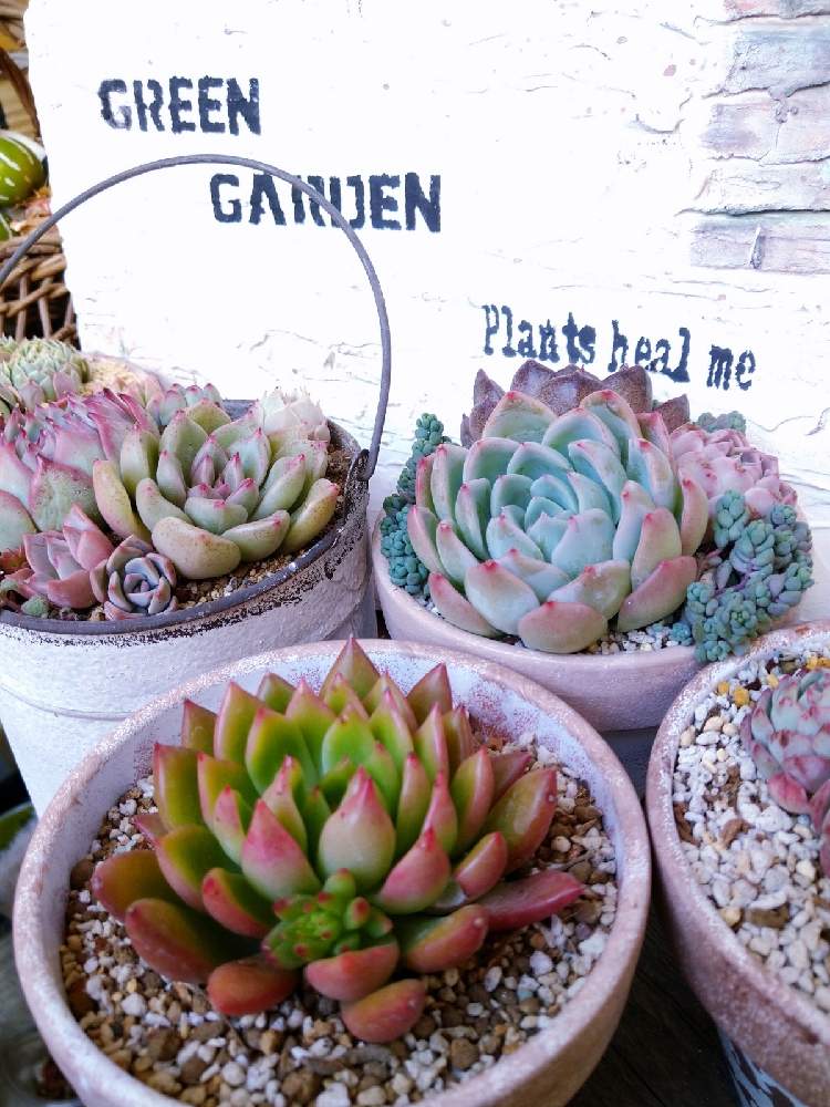 小さな庭の画像 by GreenGardenさん | 小さな庭と多肉植物とよせ植えと ジェイドポイントと今日の一枚と色づきと多肉好きと雑貨と韓国苗