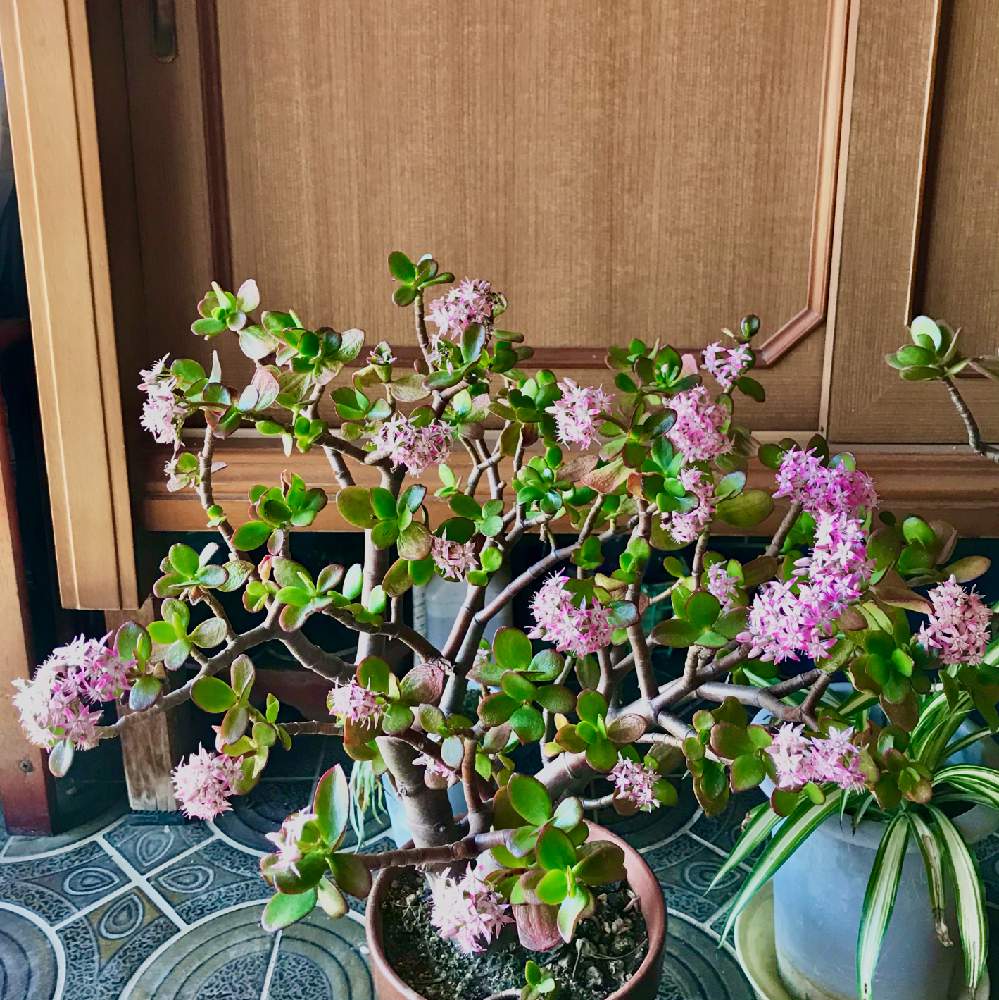 玄関の画像 by アンジュローズ 徳島 阿南さん | 玄関と金のなる木と金のなる木の花と多肉植物と実家の花