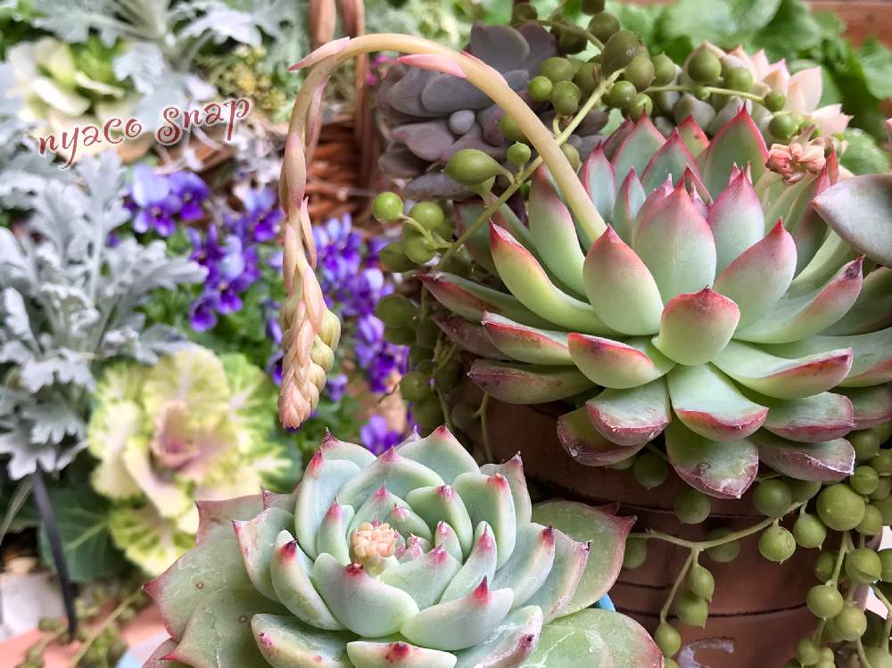 の画像 by nyacoさん | nyacoの寄せ植え*.❁とたにくとビオラ・パンジーと多肉の寄せ植えと冬の寄せ植えとベランダガーデニングと冬の花と多肉の花芽とベランダガーデンとみてみて~2020~とビオラの季節とビオラの寄せ植えと多肉多肉多肉とニョロン(26日)の日と多肉植物 多肉の有るくらし