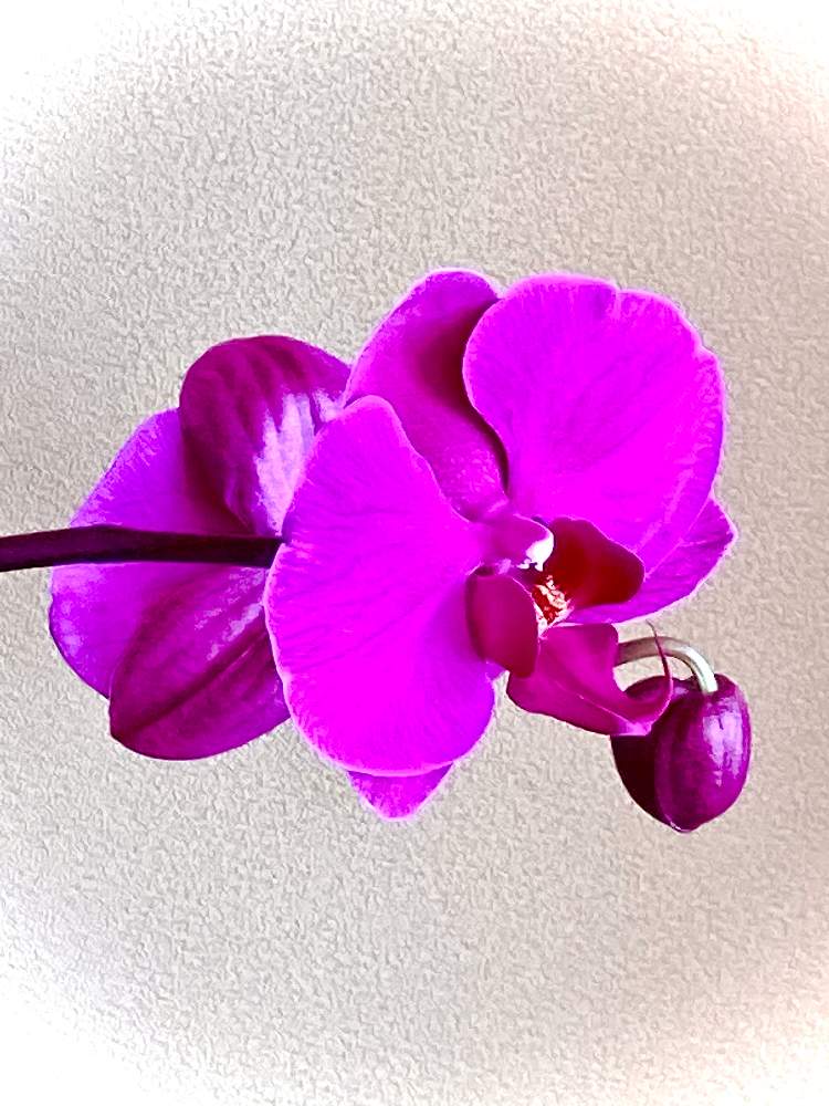 窓辺の画像 by アボガドさん | 窓辺と胡蝶蘭と花のある暮らしと洋ランの花と室内の花と東北人花の会