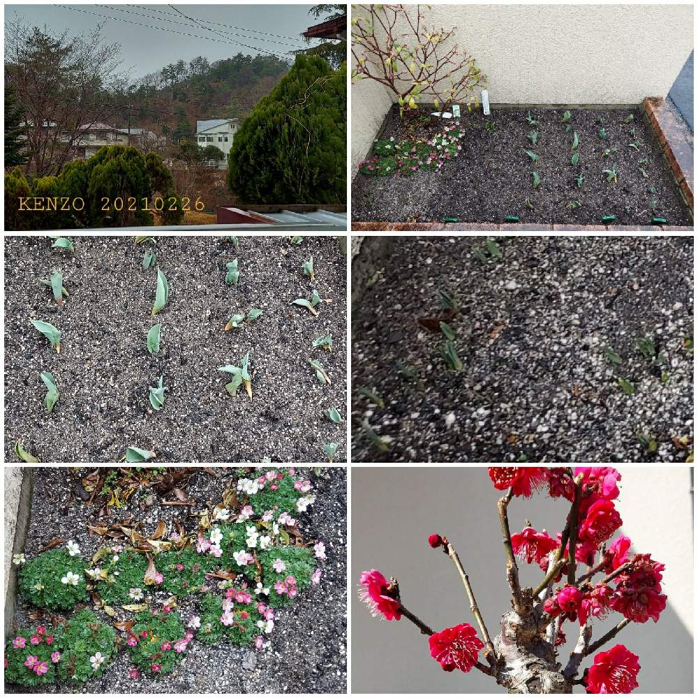 小さな庭の画像 by Farmers Plant Seedsさん | 小さな庭と秋蒔きと植物のある暮らしと山野草と植え付けとおうち園芸と庭のある暮らしと季節の変わり目と花のある暮らしと春夏秋冬と暮らしの仲間たち