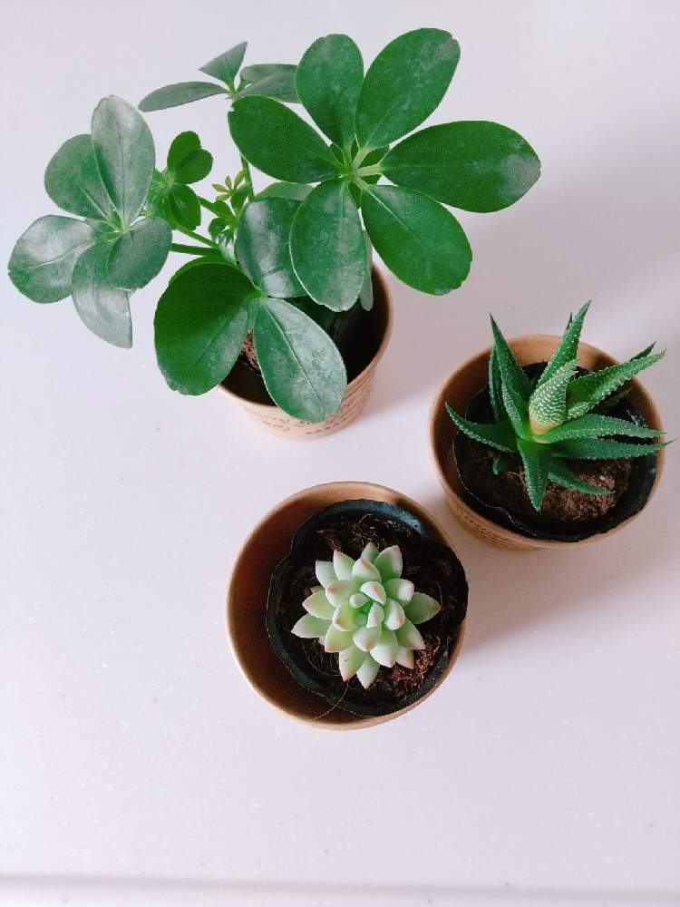 の画像 by T*yukiさん | 名前を教えて!と樹氷とカポックとハオルチアとセデベリアと観葉植物を楽しむと多肉植物とみどりのある暮らしと観葉植物と植物のある暮らしとグリーンのある暮らしと多肉大好きとわが家の観葉植物❢と癒しと植物大好きと観葉植物初心者と観葉植物好きと多肉のある暮らしとはじめての多肉植物と多肉女子と観葉植物のある暮らしと観葉植物がスキと可愛いと多肉デビューと多肉初心者