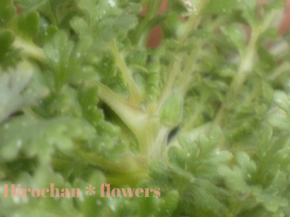 テラスの画像 by Hirochan* flowersさん | テラスと金曜日の蕾たちといつもありがとう♡とかわぃぃ。と小さい植木鉢と太陽の光を浴びてとネモフィラの苗*॰¨̮ ♡とお花好きの人と繋がりたい