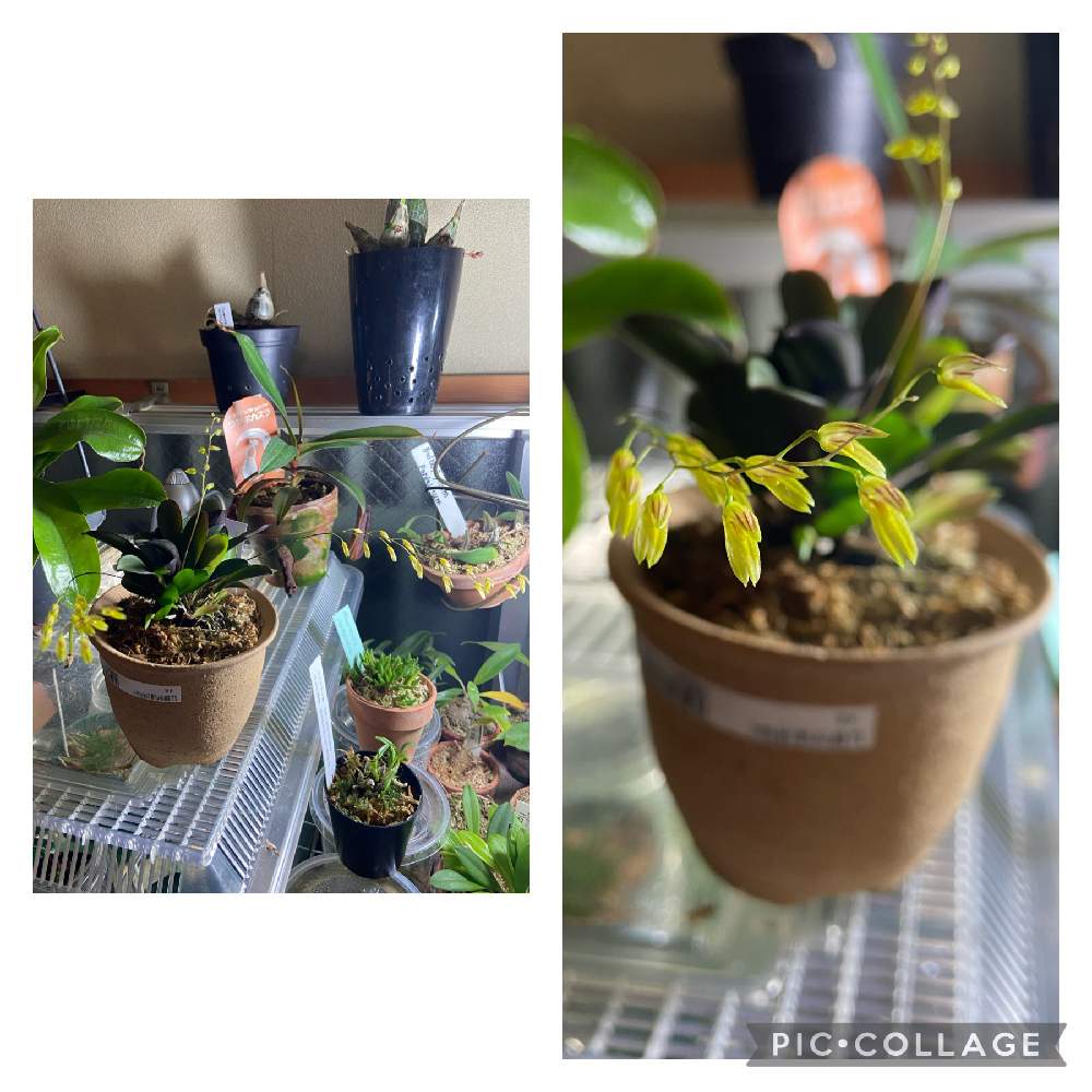 部屋の画像 by テルさん | 部屋とプレウロタリス・グロビーと蘭科植物とプレウロタリス属と着生蘭と変わり蘭と小型蘭