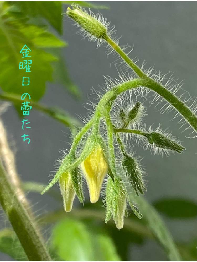 バルコニー/ベランダの画像 by ぎりぎりさん | バルコニー/ベランダとミニトマトと南国と食べた後の種からとおうち園芸と金曜日の蕾たちとぎり金