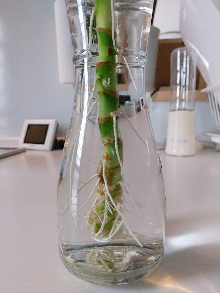 キッチンの画像 by T*yukiさん | キッチンとドラセナと観葉植物を楽しむとみどりのある暮らしと観葉植物と植物のある暮らしとグリーンのある暮らしとわが家の観葉植物❢と癒しと植物大好きと水挿しと観葉植物初心者と観葉植物好きと発根と発根祭りと観葉植物のある暮らしと観葉植物がスキとドラセナの水挿し