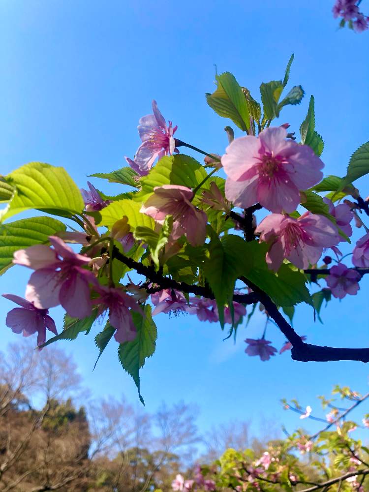 お出かけ先の画像 by CAT ROSESさん | お出かけ先とオオヤマザクラと花芽と茶花と山野草の庭と山野草と猫と私の気ままな暮らしとおうち園芸と花数寄とテーブルフラワーと早春の花と花入れと花のある暮らしとヤマザクラ*と茶花の庭