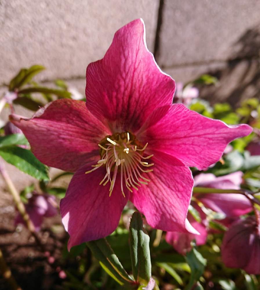 お出かけ先の画像 by ohalu_uさん | お出かけ先とクリスマスローズと好きな花と実家と2月と花が好き❤とありがとーと早春と植物だいすきと大好きと元気!と良い色❤︎と実家の庭とうれしい!ときれ~い❤と早春の花と毎年咲くと可愛いとガーデニングとやっぱり花が好き♡