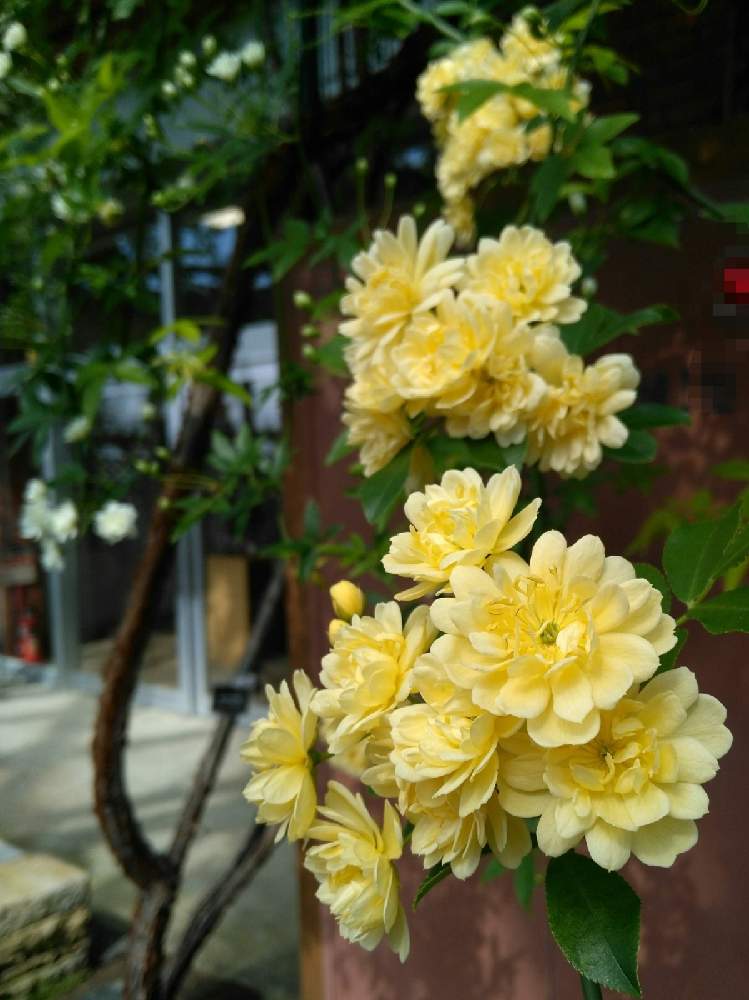 お出かけ先の画像 by dayanさん | お出かけ先とモッコウバラと北海道とばら バラ 薔薇