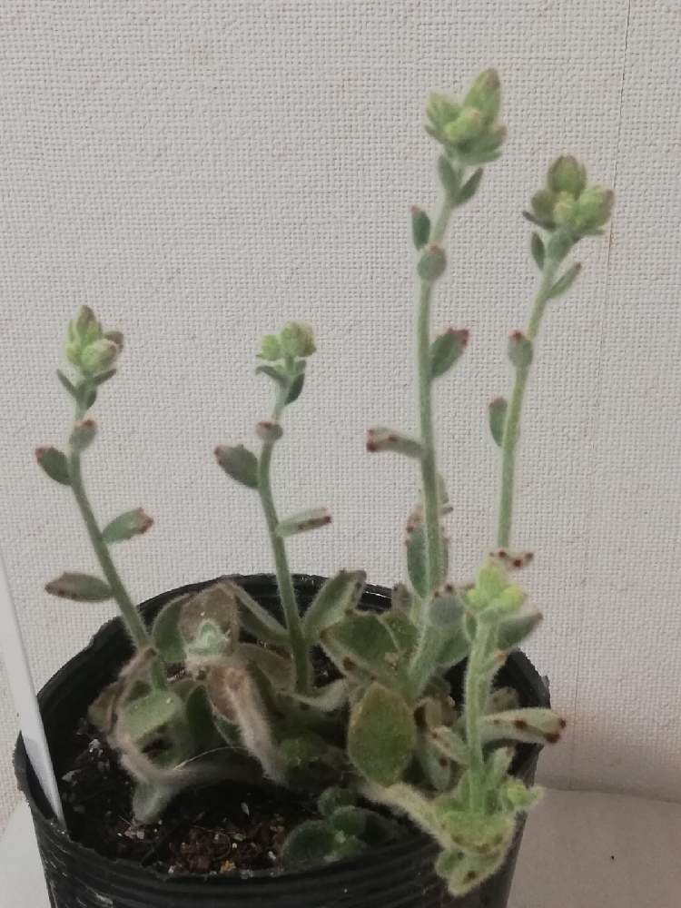 の画像 by アンソニーさん | 多肉植物と多肉男子とウサ耳祭りと白兎耳。とステファン苗♡とおうちde菜園とパンダラビット!とおうち園芸と多肉女子と チョコレートソルジャーと福兎耳♪とカランコエ属と花のある暮らしと ゴールデンラビットと月兎耳☘️と 月兎耳とニョロン(26日)の日