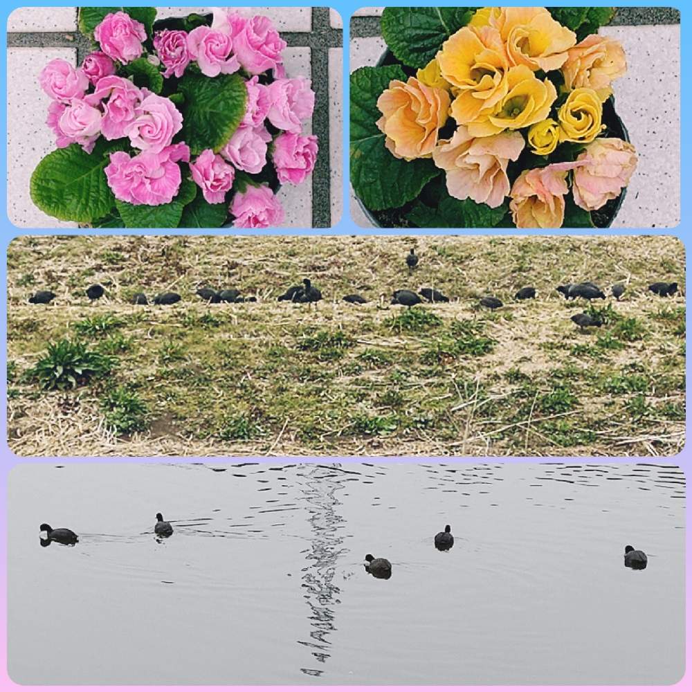 の画像 by なおみ♥さん | ジュリアンとオオバンといやされる♡とコロナおしりペンペン( ・᷄ὢ・᷅ )とお花が可愛いと嬉しいお値下げとコロナ消えろ‼ビーム‼