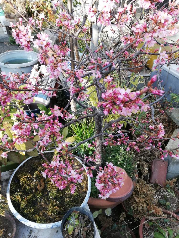 小さな庭の画像 by あまのじゃくさん | 小さな庭と鉢植えと満開と季節の花と桃の花咲き誇り