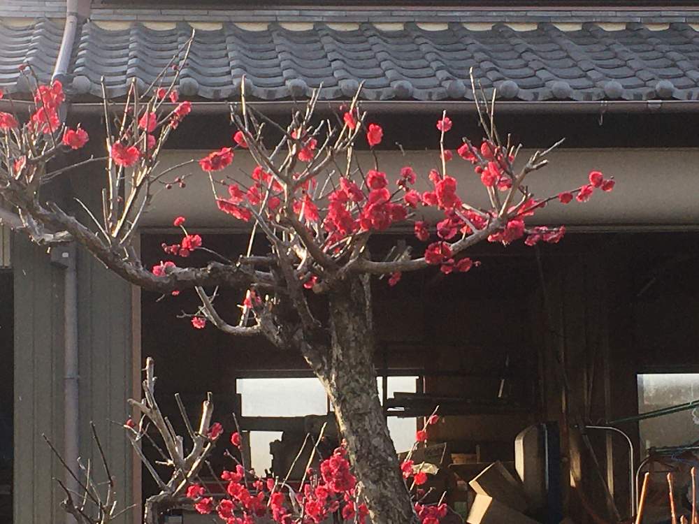 お出かけ先の画像 by gurichannel さん | お出かけ先と 梅の花と一人一花フラワーステッカーとフラワーステッカーとお散歩道とユーミンつながり