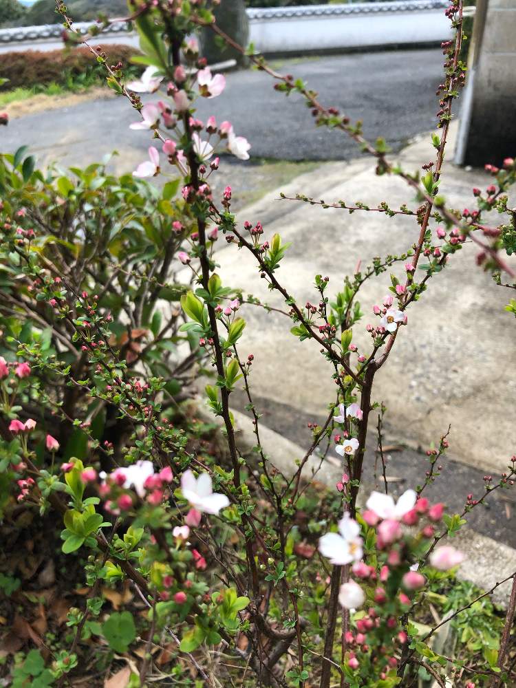 広い庭の画像 by *mokonatsu*.*さん | 広い庭とピンクユキヤナギとかわいいとお花のある生活と今日も笑顔で♡とおうち園芸