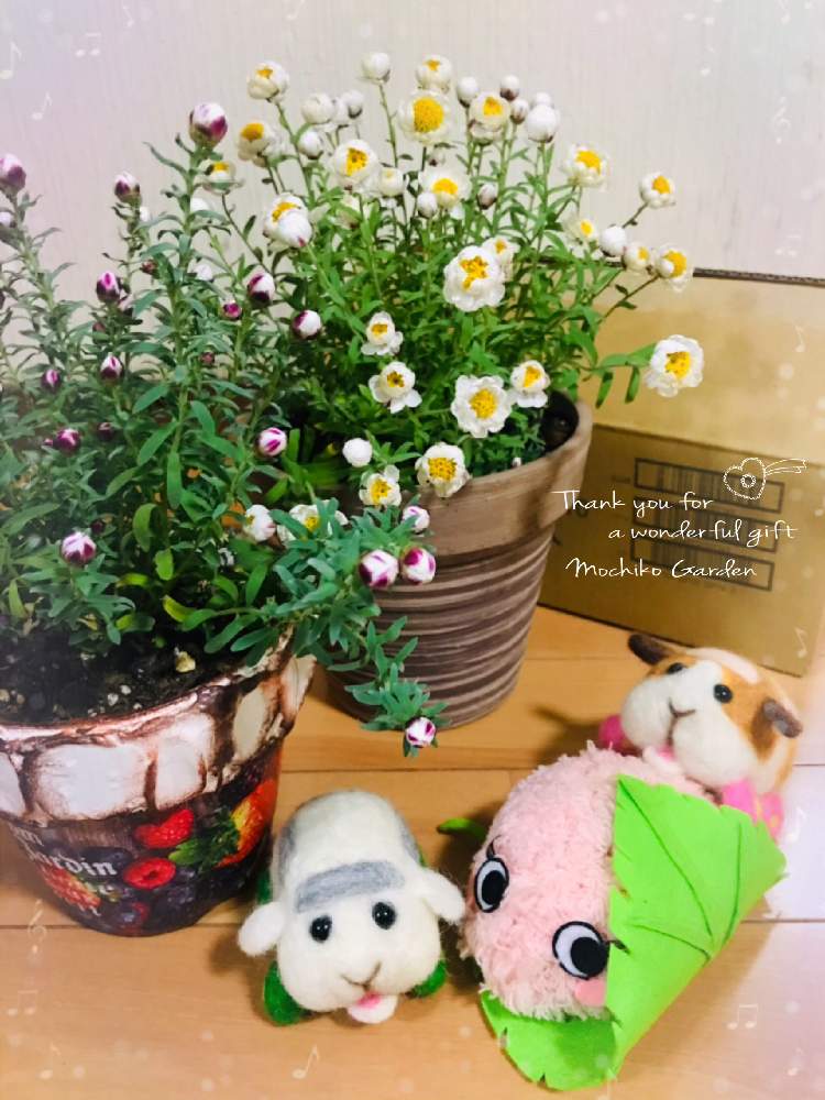 部屋の画像 by さくら餅子さん | 部屋と花かんざしと金曜日の蕾たちとモルモットとプイプイモルカーと羊毛フェルトとぷりまみさんのハンドメイドとHTCとキュンキュン乙女倶楽部と餅子の花かんざしとGSミニモニ。と繋がりに感謝✨と多肉ラボ©とたにおたくらぶとモルカー