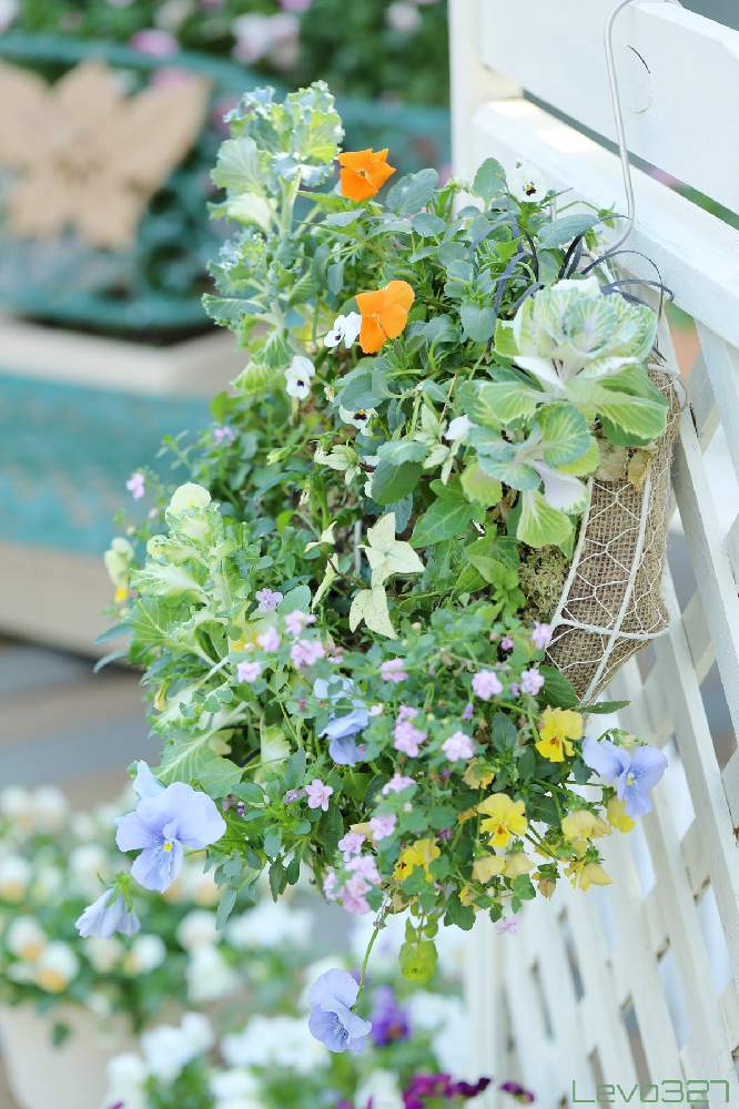 お出かけ先の画像 by Levo327さん | お出かけ先と寄せ植えとリースと大船フラワーセンターとCanon EOS 5D Mark IIIと背景ボケ