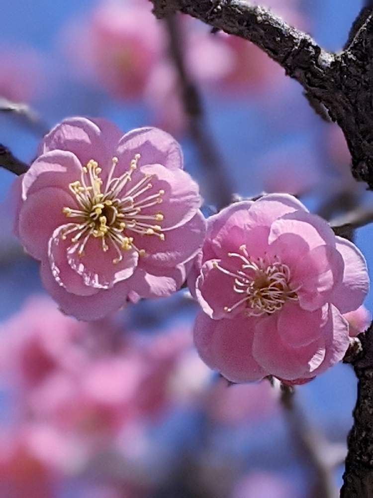お出かけ先の画像 by 風船カズラさん | お出かけ先とうめのはなと戻ってきて❣️じゅんさんと戻ってきて❣️*なおみ*さんと中山寺