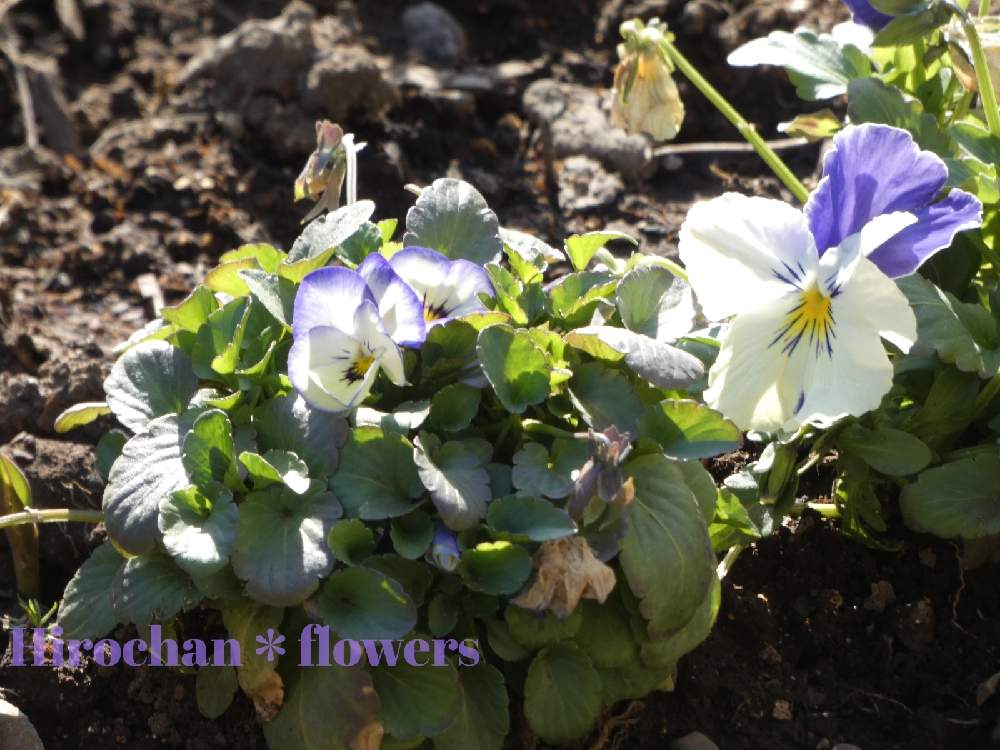 小さな庭の画像 by Hirochan* flowersさん | 小さな庭と医療・介護の皆様に感謝と小さなお花とビオラ・パンジーといつもありがとう♡と青い春の花マニアとコロナに負けるな!とかわぃぃ。と青い花マニアとチーム・ブルーとお花好きの人と繋がりたいと青い花大好きと地植えとチーム・ブルーNo.102
