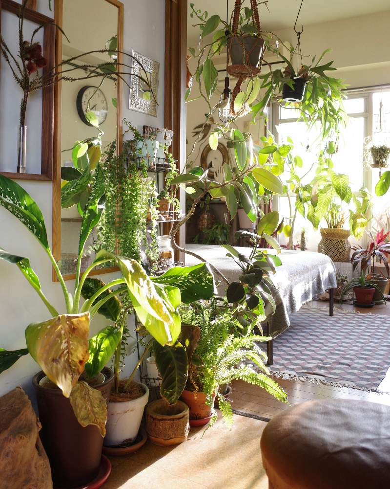インテリアの画像 by SHINPEIさん | インテリアと観葉植物と植物男子とグリーンインテリアと育てやすいと ビカクシダとインテリアと植物とおうち園芸とハンギングと丈夫な植物と観葉植物のある暮らしとシダ植物と窓際とアーバンジャングルとディスプレイとインテリアグリーンと植物の飾り方