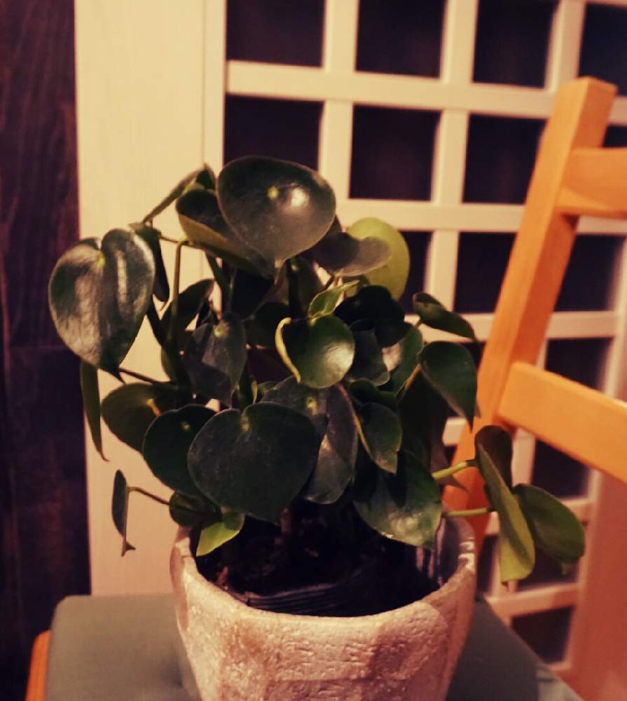 インテリアの画像 by 南谷西男さん | インテリアと名前を教えて!と観葉植物と室内と葉っぱのある暮らし