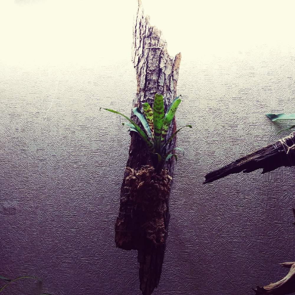 部屋の画像 by まりみさん | 部屋と植中毒とお部屋ジャングル化計画とおうち園芸とフリーシア スプレンデンス