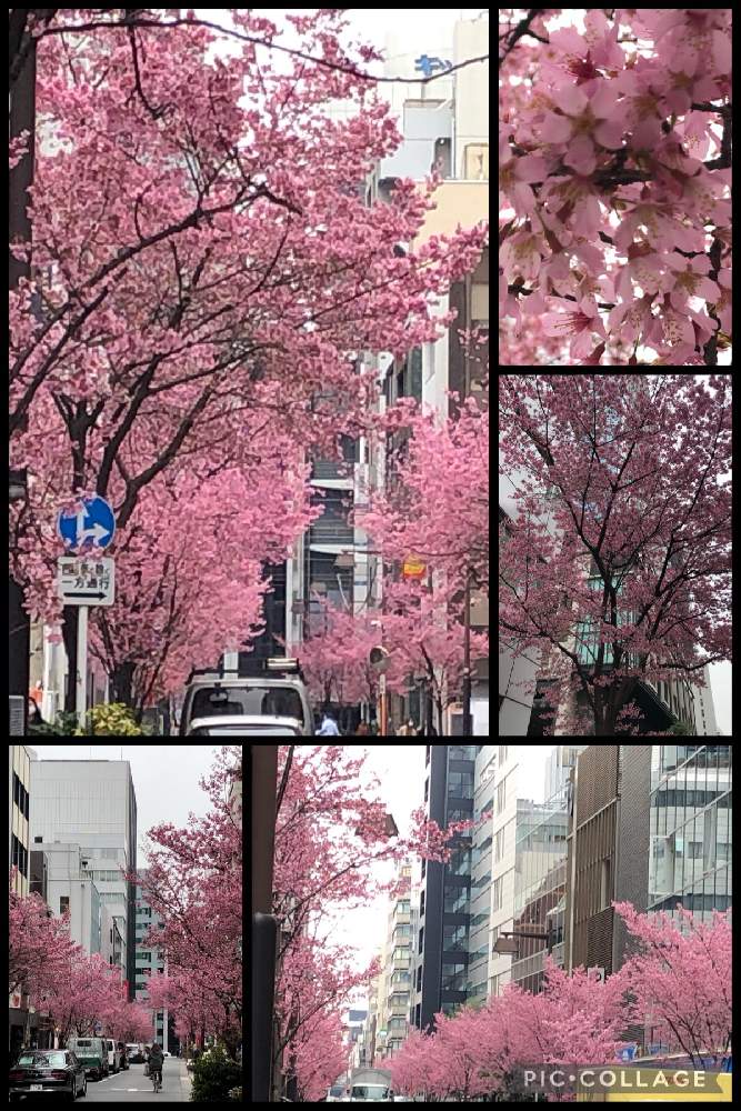 お出かけ先の画像 by coolpeechanさん | お出かけ先とオカメ桜とおかめ桜と仕事中と春よこいとピンク❤︎ピンクとコロナに負けるな!と花の癒しと医療現場の人々に感謝と春を告げる花と『2021桜』フォトコンテスト