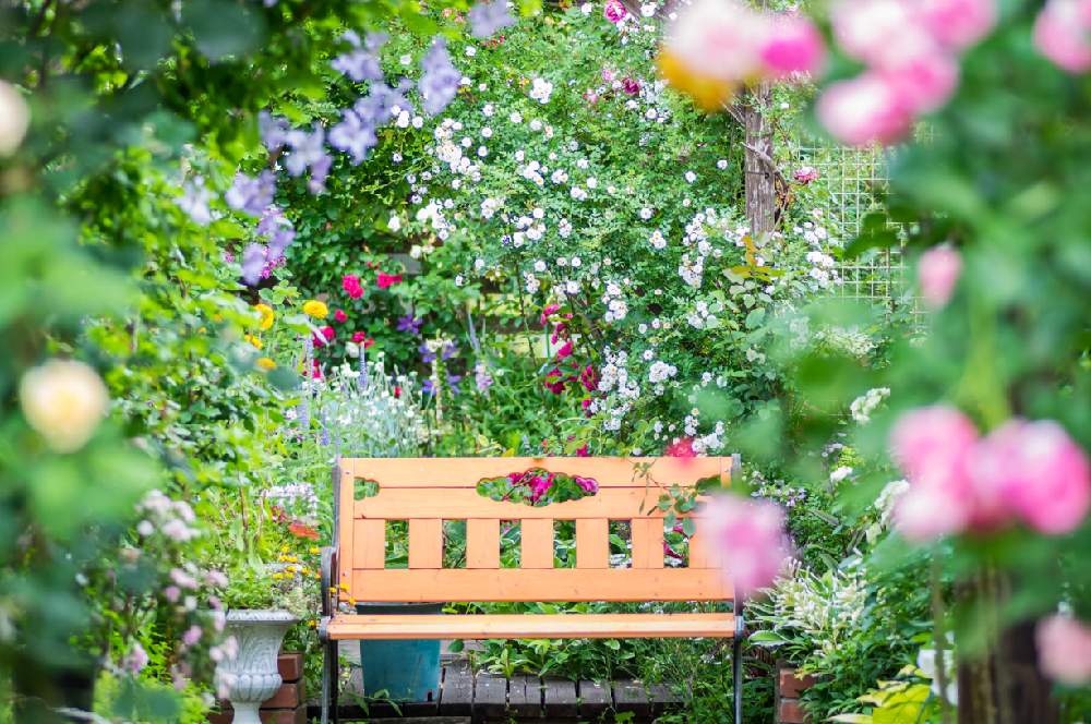 広い庭の画像 by emuzupapaさん | 広い庭とWEEKEND FLOWERとバラ壁面と写真撮影とGS映えとつるバラとGS日和と豪雪地帯のガーデニングとおうち園芸とカメラ撮影とイングリッシュガーデンとバラ・オールドローズとガーデニングと花のある暮らしときれいな景色と❤️透き通る美しさと花景と色あざやかとカメラ好き☆と庭の宿根草