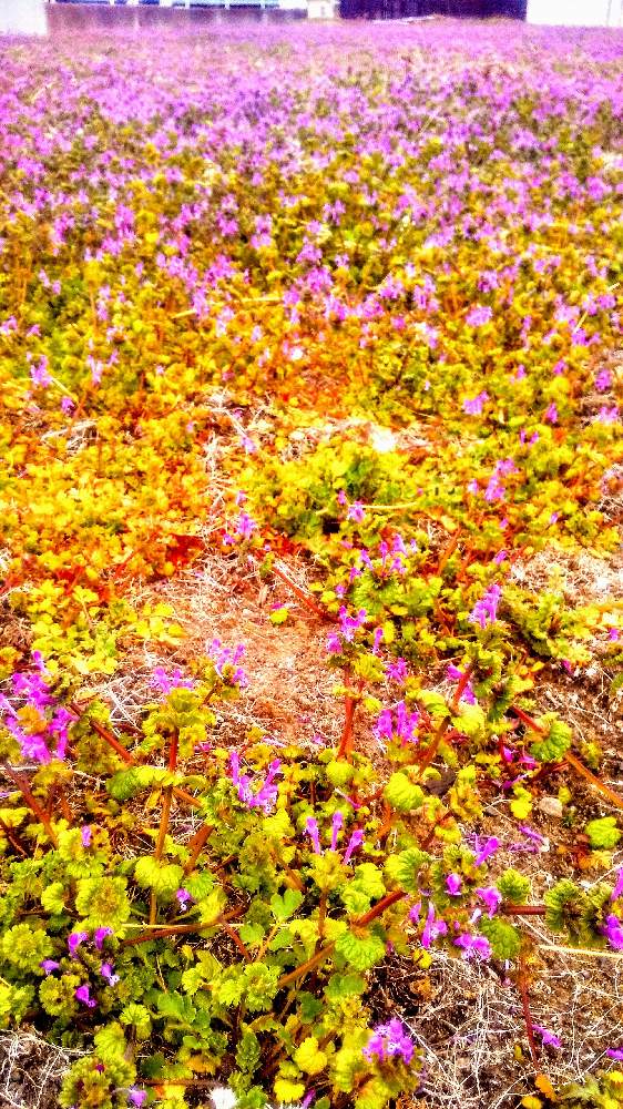 畑の画像 by TOTOROGAOさん | 畑とホトケノザと#お花好き✨と#笑顔で 紡ぐ 花友と花と緑のある暮らしと野あざみと私に、出来る ささやかな 想いと絆☆紡ぐ!と自然と 共にとyellと# スマホ写真と# 私の 好きな 花 ☆と八ヶ岳トトロ✨絆とGSのみなさんに感謝♡とおうち園芸と# 山野草と#花のある暮らしと素敵な 仲間と明日はきっと良い日になるとガーデニングと散歩で見つけた素敵✨と#写真好き