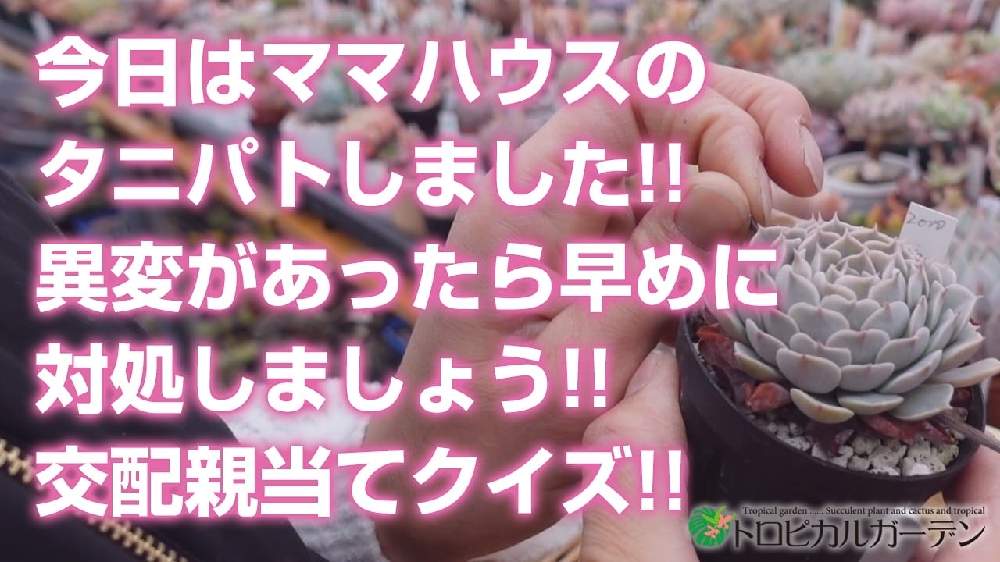 小さな庭の画像 by トロピカルガーデン埼玉さん | 小さな庭と多肉植物と韓国苗販売とおうち園芸とエケベリア属と多肉女子とトロピカルガーデン群馬とタニラーと多肉植物販売群馬とトロピカルガーデンと多肉植物販売埼玉と多肉植物 エケベリアとsucculent plantsとEcheveriaとsucculentとトロピカルガーデン埼玉