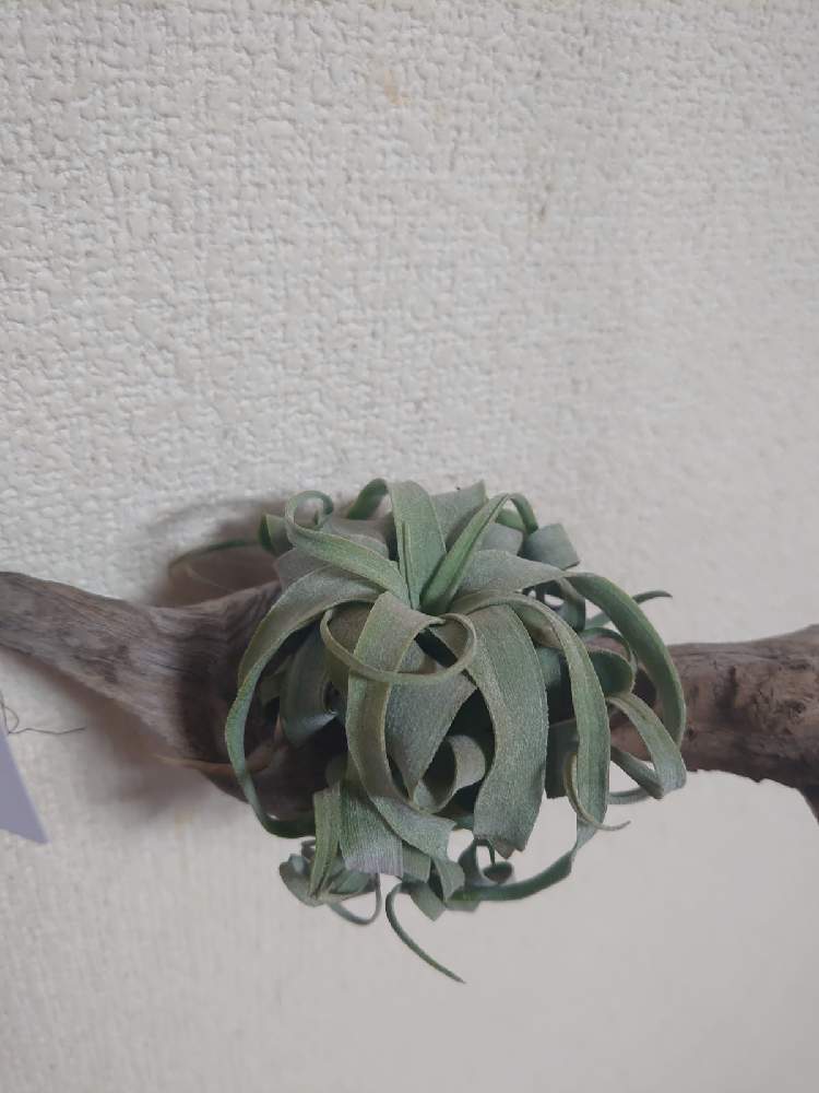 窓辺の画像 by Yoshiさん | 窓辺とチランジア ストレプトフィラとTillandsia streptophylla とエアプランツと着生植物とティランジア属