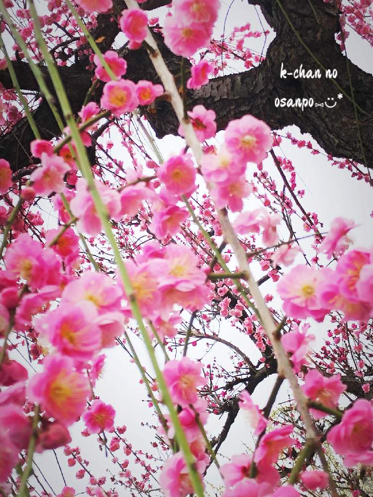 お出かけ先の画像 by K-chanさん | お出かけ先と枝垂れ梅と公園と癒されます♥と楽しいね♪とキレイだね