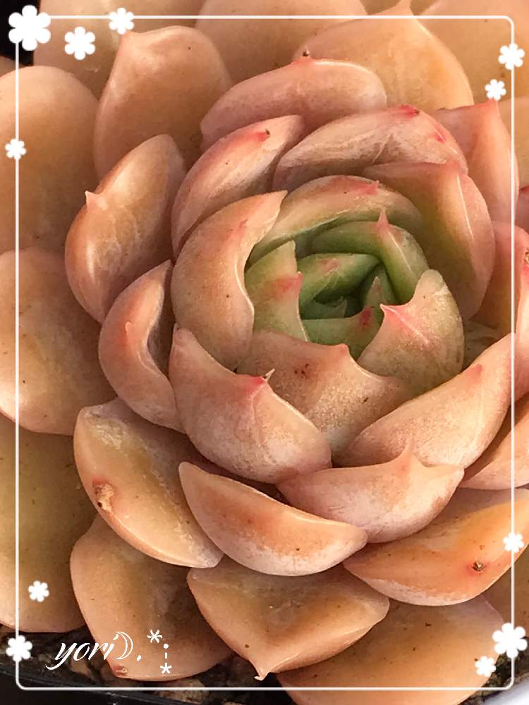 小さな庭の画像 by yori☽︎︎.*·̩͙さん | 小さな庭とオンスローと今日もお疲れ様でした♡と良い週末を…♡と体調に気をつけて!とHTCNo.51と多肉女子とありがとうです♥️と地震に気をつけてねと花の16年組♡とチーム福岡と今週もよろしくです♡と今日に感謝♡とおやすみなさい⭐