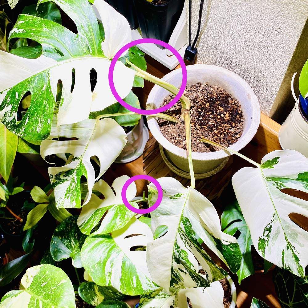 部屋の画像 by YOKOさん | 部屋と斑入りモンステラとMonstera Borsigiana variegataとモンステラ属とお気に入りの器や花瓶と植物と産気づくモンステラとお誘いと観葉植物初心者と斑入り好き♡と産気づくモンステラとcute♡とアロイドと 斑入りモンステラと成長が楽しみ♡と葉っぱドリルとモンステラ ボルシギアナ ヴァリエガータとサトイモ 科とモンステラ好きっ♡と葉っぱlove♥とLED栽培と可愛い♡