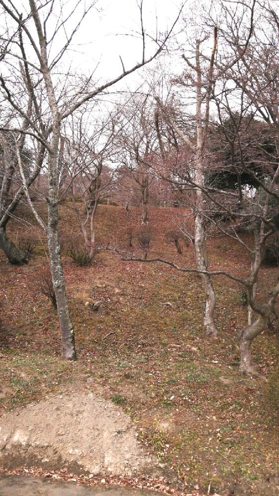 お出かけ先の画像 by 風の駅さん | お出かけ先と霞ヶ城公園(福島県)とぶらり電動チャリと土曜の土手の日と農業スパイク(長靴)撮影と単色伯爵