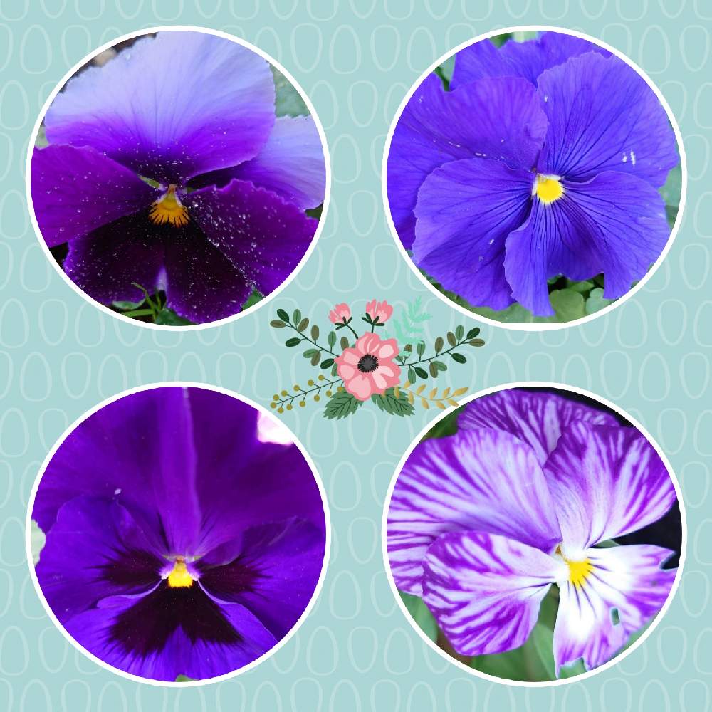 お出かけ先の画像 by カタカゴさん | お出かけ先とパンジーと青い冬の花2021と医療・介護の皆様に感謝とお花大好きと山火事鎮火を願ってとチーム・ブルーNo.024ときれいとありがとう医療従事者の方々としあわせ運べるようにと美しく青きドヨウと青いスミレ科マニアとかわいいと青い花マニアとチーム・ブルーと頑張ろう日本❣️