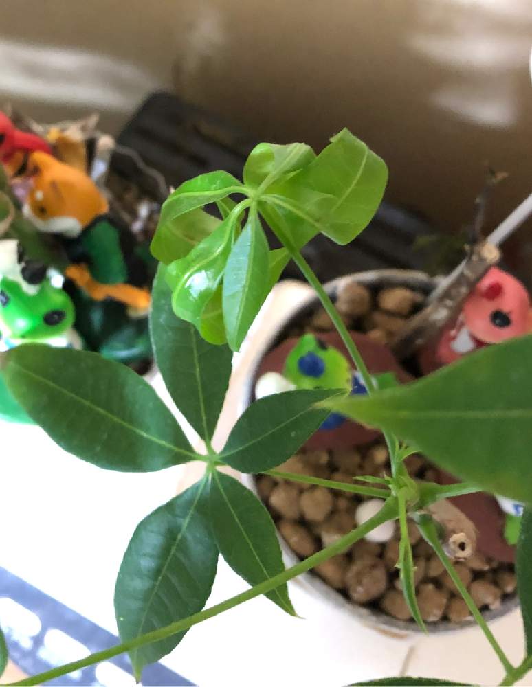 部屋の画像 by はむしょうさん | 部屋とパキラの若葉と観葉植物と観葉植物のある暮らしと真冬日とおうち園芸