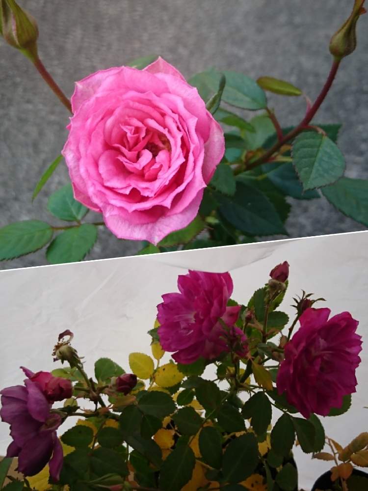 の画像 by はるちっちさん | ばら バラ 薔薇とピンクの花とミニバラ鉢植えとベランダガーデニングと薔薇 バラ ばらとベランダガーデンとバラ 鉢植えと鉢植えとミニバラを楽しむとミニバラ好きとガーデニングと花のある暮らしとバラ・ミニバラとバラを楽しむとスイートチャリオット