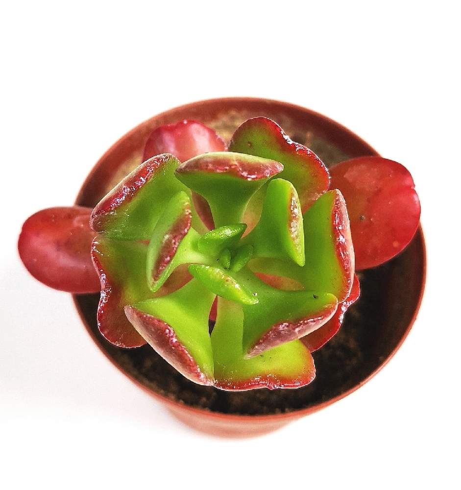 バルコニー/ベランダの画像 by eyeさん | バルコニー/ベランダとSedum dendroideum ssp.praealtumと宝珠扇とセダム属 プレアルタムとセダム属とSedum dendroideum ssp. praealtumとGKZ植物事典と宝珠扇.とコメリとホムパトとShrubby sronecropと⭐eye⭐セダム属と☆eye☆170とホムパト(ホームセンター パトロール)とプレアルタムと☆eye☆は行