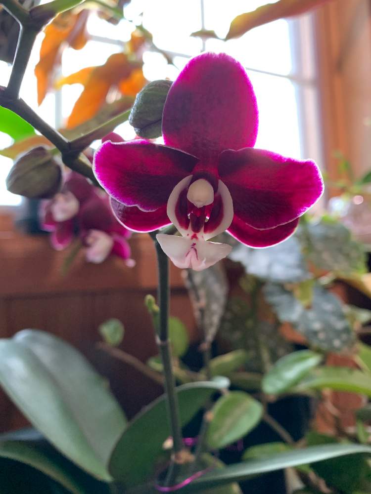 窓辺の画像 by 黒兎さん | 窓辺とコチョウランと胡蝶蘭と着生植物とPhal. Kaoda twincle ‘Chocolate drops’と開花中とラン科と胡蝶蘭。と黒兎の秘密の小部屋とPhal. chocolate dropsとコチョウラン。と洋ランとカオダトゥインクル チョコレートドロップス
