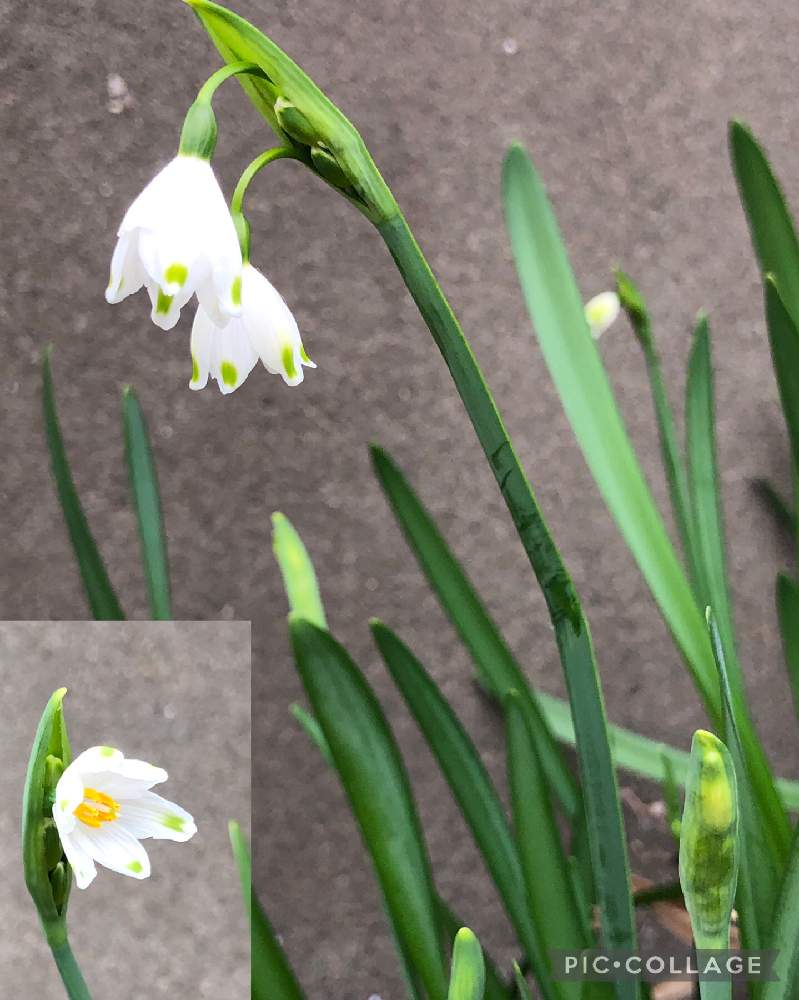 の画像 by ケントさん | スノーフレークと散歩と球根植物と白い花と道端