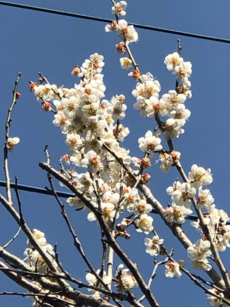 広い庭の画像 by ダンボ、サリー、シンバさん | 広い庭とウメと庭の木々とバラと夢CLUBとコロナウイルスの終息を願う!と医療・介護の皆様に感謝