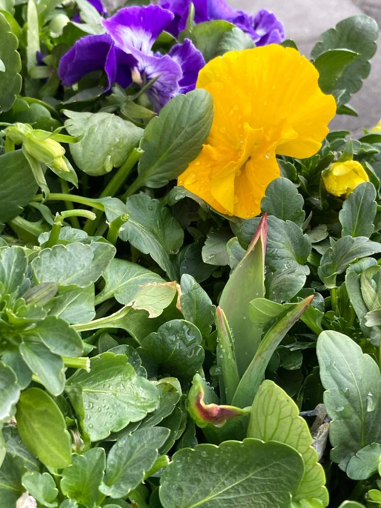 の画像 by ぷぷママさん | チューリップとパンジーとお花を楽しむと咲くのが楽しみと私の趣味と花は癒し(๑˃̵ᴗ˂̵)♡と今日も笑顔の1日を〜♡とお花に癒されてと花のある暮らしと咲いて欲しいと願う♡