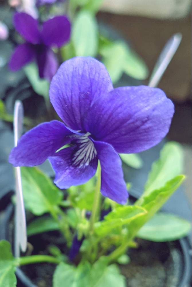 お出かけ先の画像 by ジュリアーノさん | お出かけ先とすみれと青い冬の花2021と医療・介護の皆様に感謝と春よ来い、早く来いと美しく咲くと青い花と美しく青きドヨウと㊗️じゅんさん2700picと青紫の花とスミレ♡と花のある暮らしと青い花マニアと小さな花とチーム・ブルー